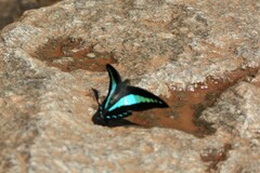 Graphium teredon