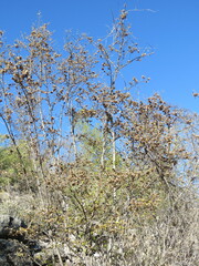 Neopringlea integrifolia