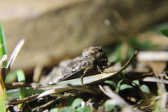 Phosphila turbulenta