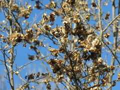 Neopringlea integrifolia