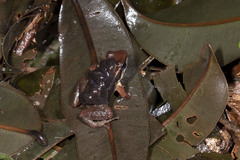 Anomaloglossus baeobatrachus