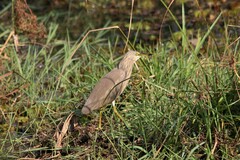 Ardeola grayii