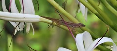 Anolis extremus