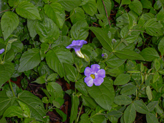 Thunbergia natalensis image