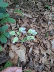 Silene vulgaris
