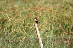 Halcyon smyrnensis