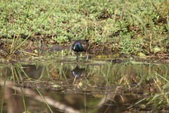 Metopidius indicus