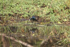 Metopidius indicus
