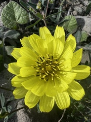 Pyrrhopappus pauciflorus