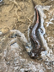 Desmognathus conanti