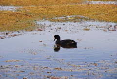 Fulica gigantea