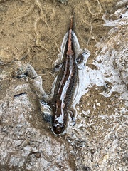 Desmognathus conanti