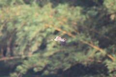 Vanellus indicus