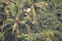 Circus aeruginosus