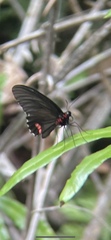 Parides erithalion