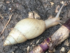 Bulimulus bonariensis