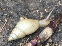 Bulimulus bonariensis