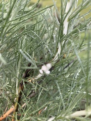 Rhopalomyia floccosa