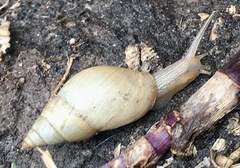 Bulimulus bonariensis