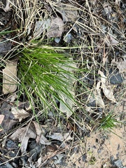 Isoetaceae