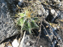 Astrophytum ornatum