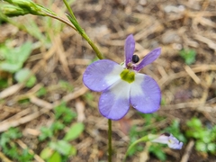 Lobelia berlandieri
