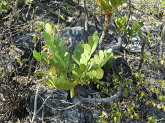 Pseudosmodingium virletii