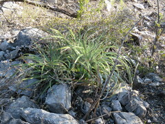 Hechtia glomerata