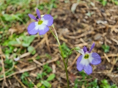 Lobelia berlandieri