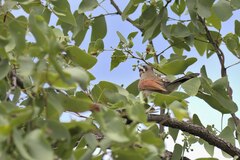 Tchagra australis