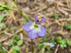 Lobelia berlandieri