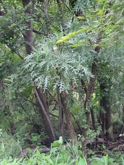 Cussonia paniculata