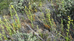 Diplacus clevelandii