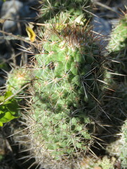 Coryphantha glassii
