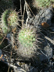 Coryphantha glassii