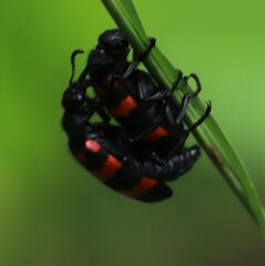 Hycleus biundulatus