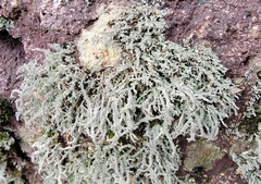 Stereocaulaceae