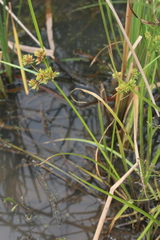 Cyperus compressus