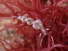 Facelina rubrovittata