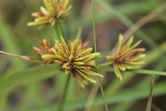 Cyperus compressus