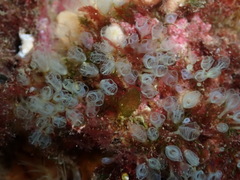 Pycnoclavella