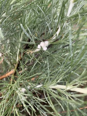 Rhopalomyia floccosa