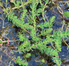 Myriophyllum quitense