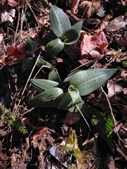Goodyera schlechtendaliana
