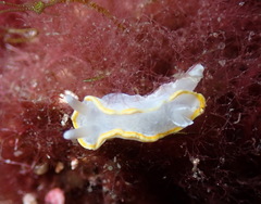 Diaphorodoris alba