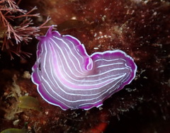 Prostheceraeus roseus