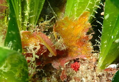 Chartella papyrea