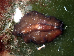 Pseudoceros maximus