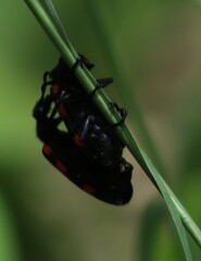 Hycleus biundulatus
