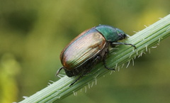 Anomala dubia